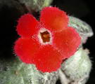 Flame Violet